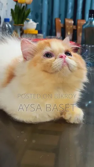 1-3 Months Male Purebred Persian Cat