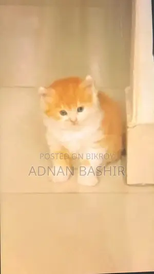 1-3 Months Female Purebred Persian