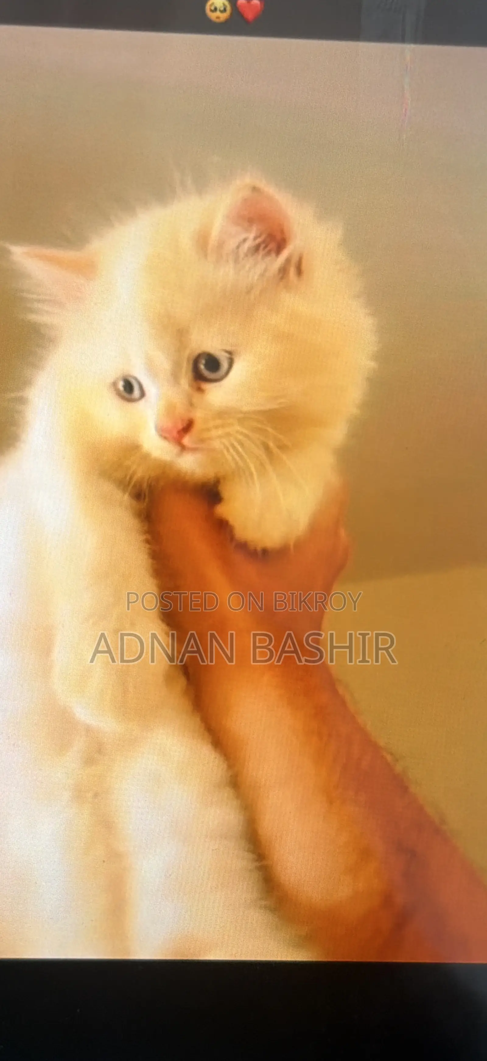 1-3 Months Female Purebred Persian