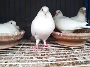 A pair of Kagoji pigeons with two big chicks for sale.