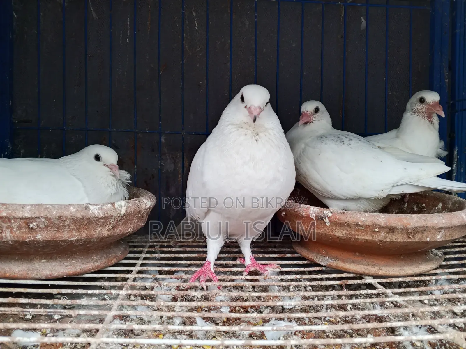 A pair of Kagoji pigeons with two big chicks for sale.