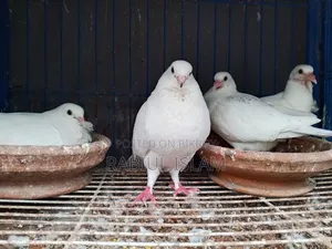 A pair of Kagoji pigeons with two big chicks for sale.