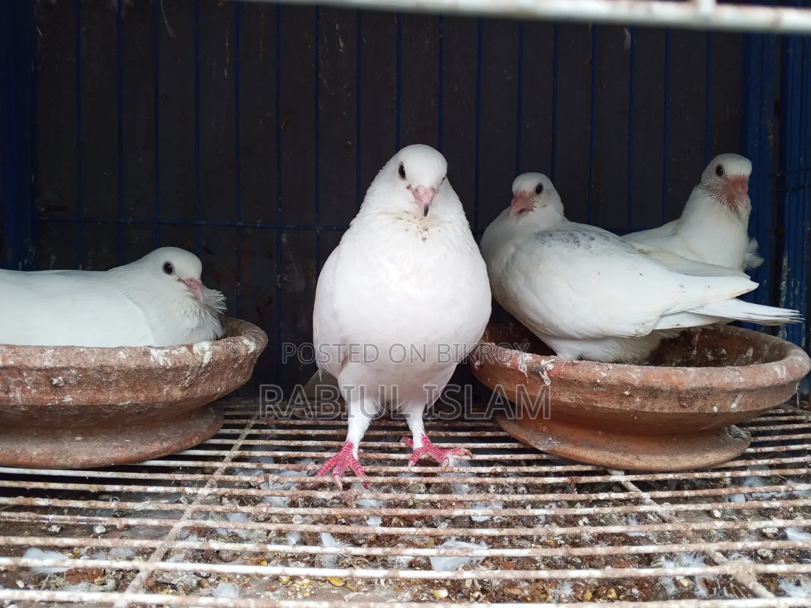 A pair of Kagoji pigeons with two big chicks for sale.