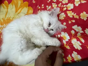 1-3 Months Female Purebred Persian Cat