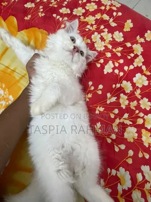 1-3 Months Female Purebred Persian Cat