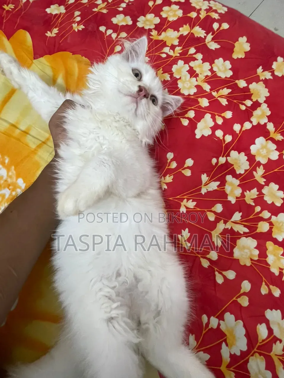 1-3 Months Female Purebred Persian Cat