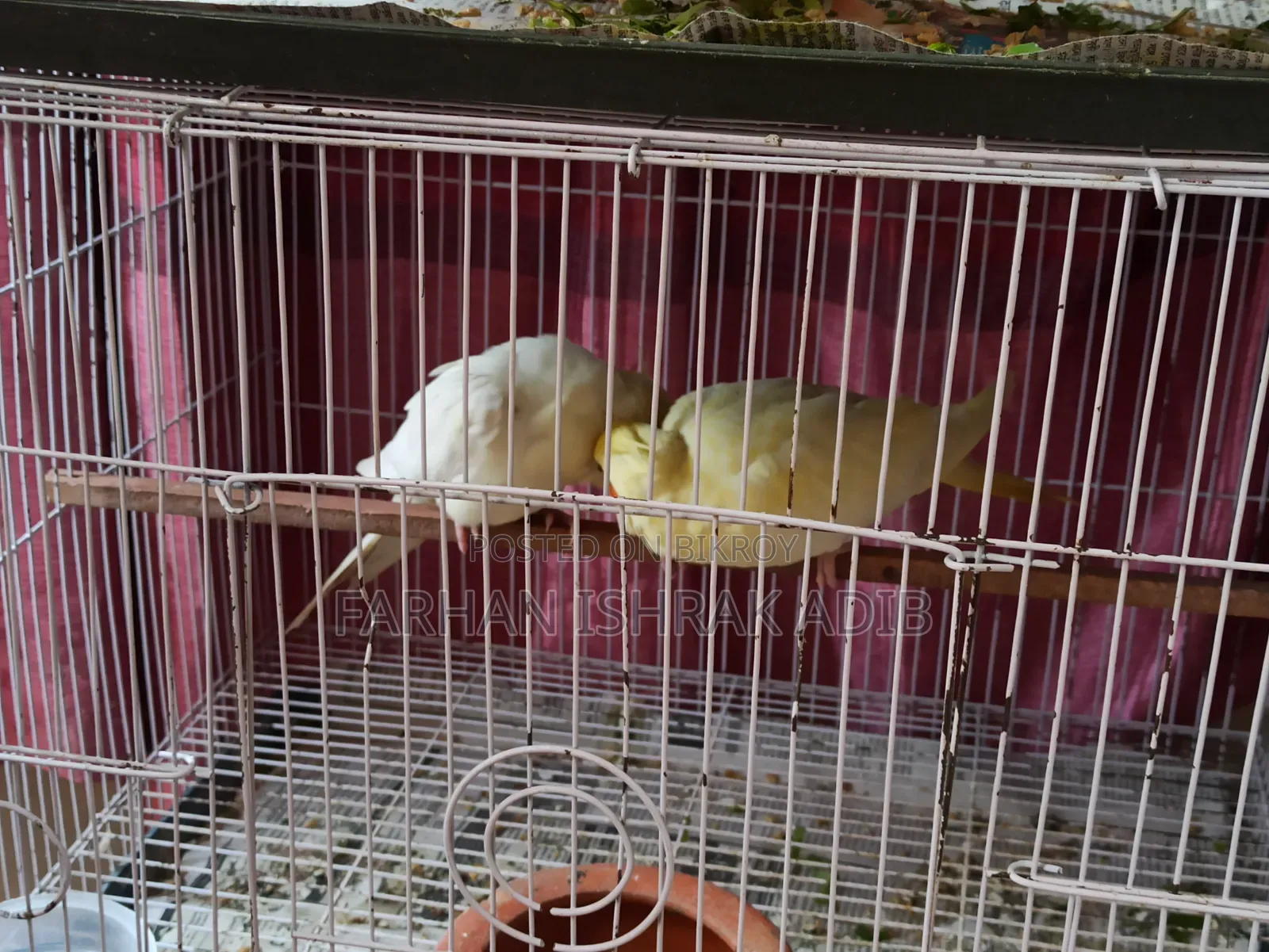 Adult Cockatiel Pair for Sale