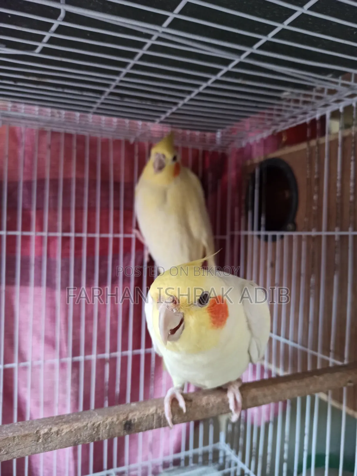 Adult Cockatiel Pair for Sale