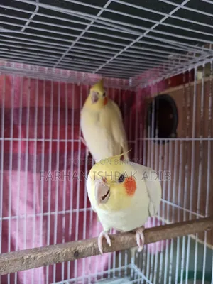 Adult Cockatiel Pair for Sale