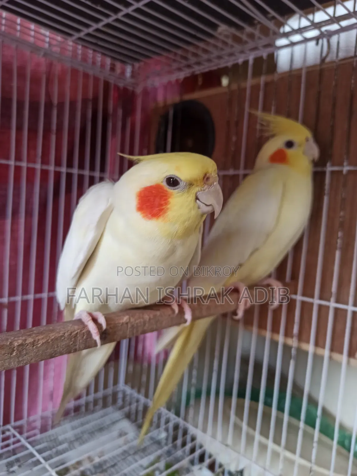 Adult Cockatiel Pair for Sale