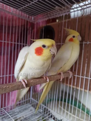 Adult Cockatiel Pair for Sale