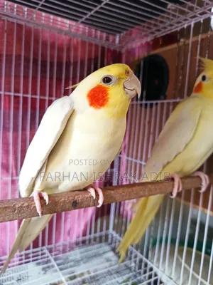 Adult Cockatiel Pair for Sale