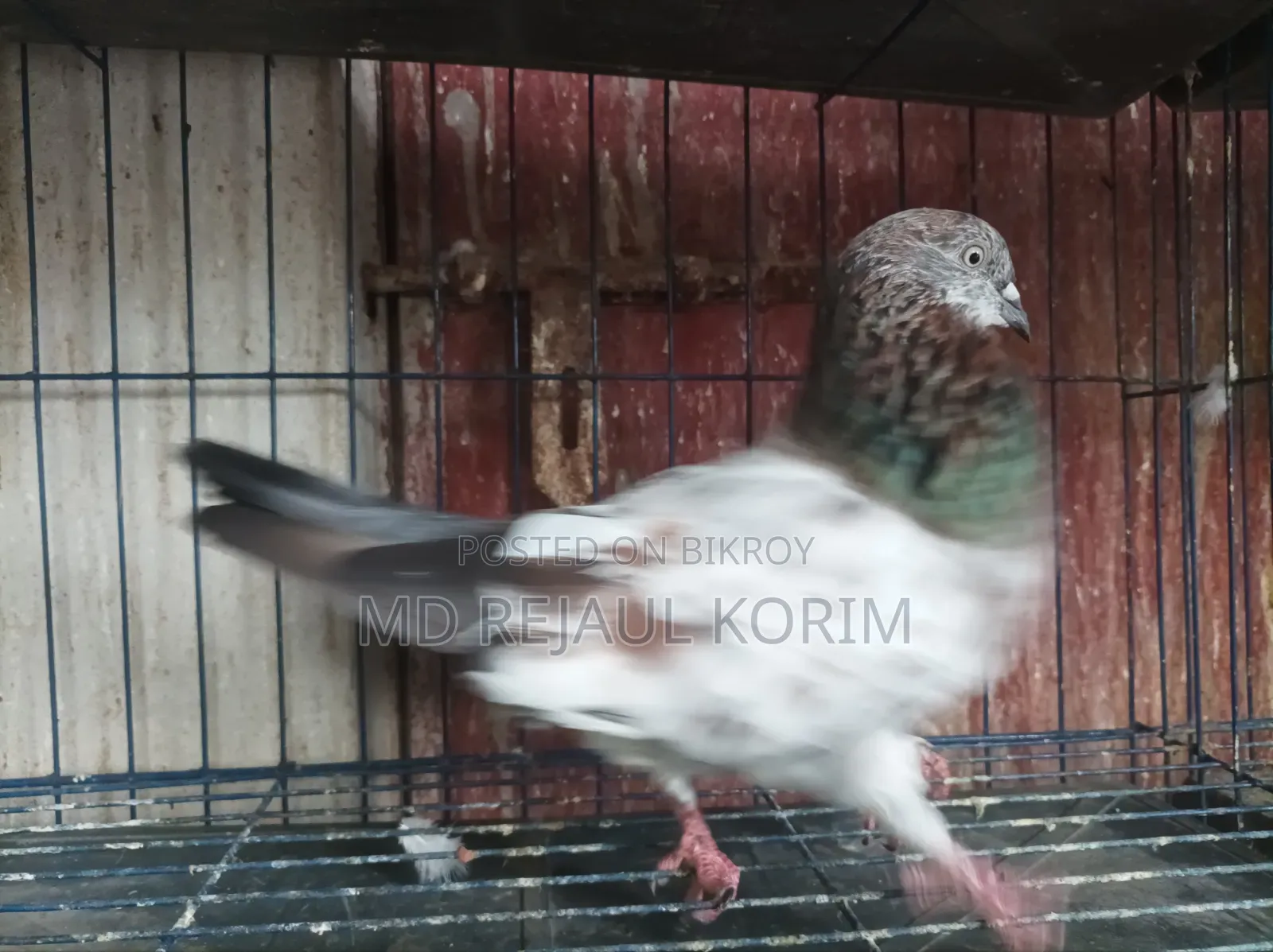Pigeons for sale