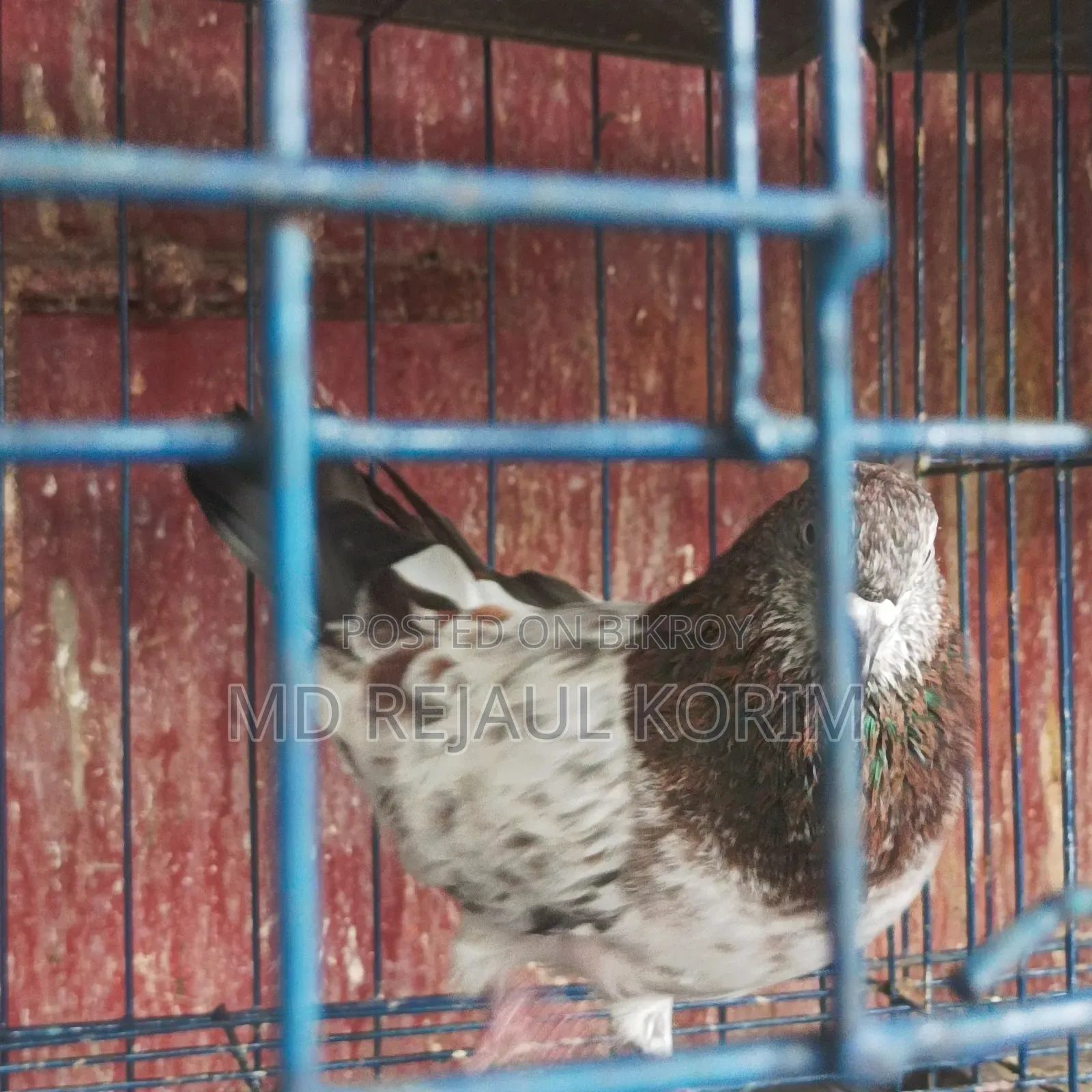 Pigeons for sale