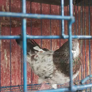 Pigeons for sale