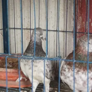 Pigeons for sale