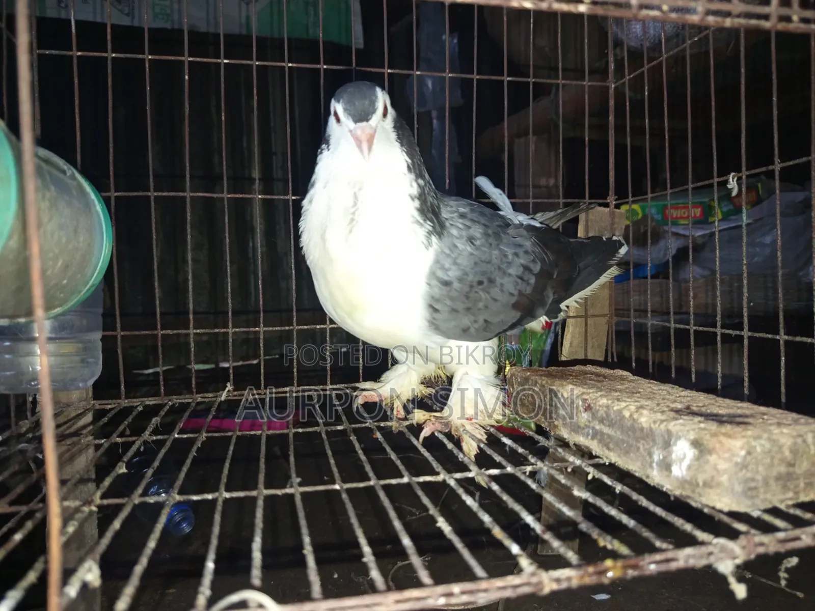 Running Lahori Pigeon