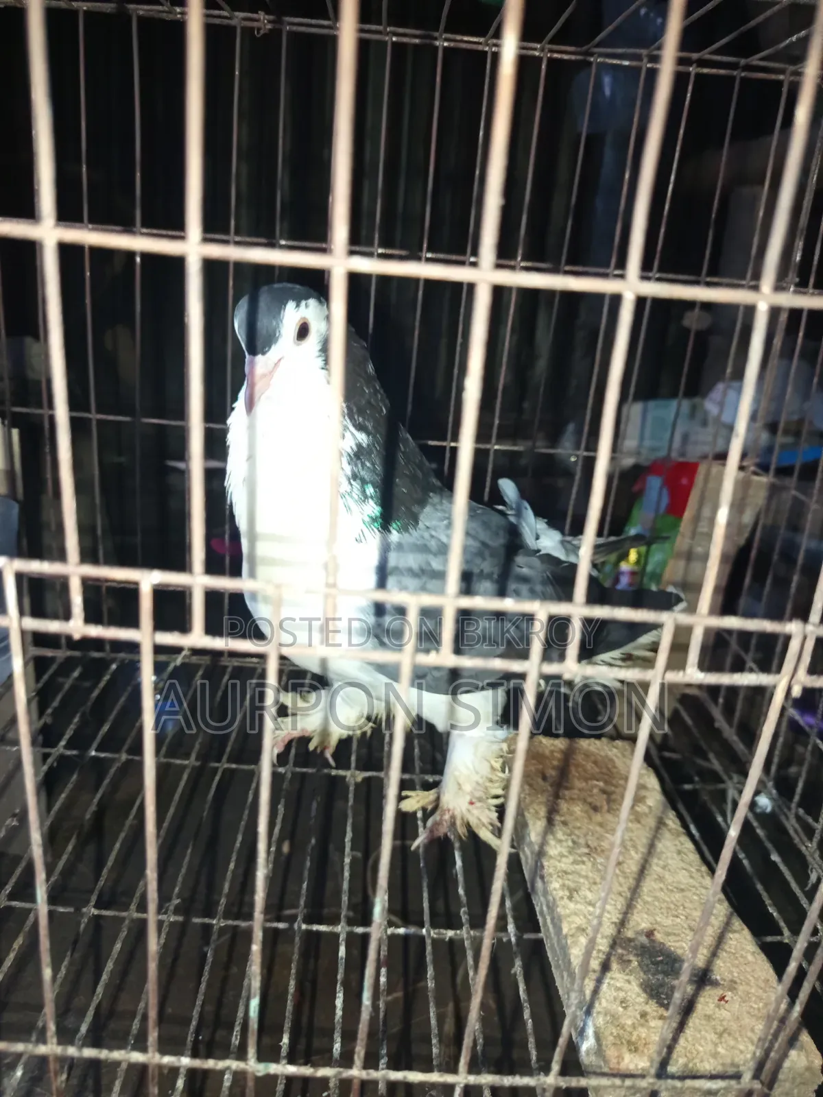 Running Lahori Pigeon