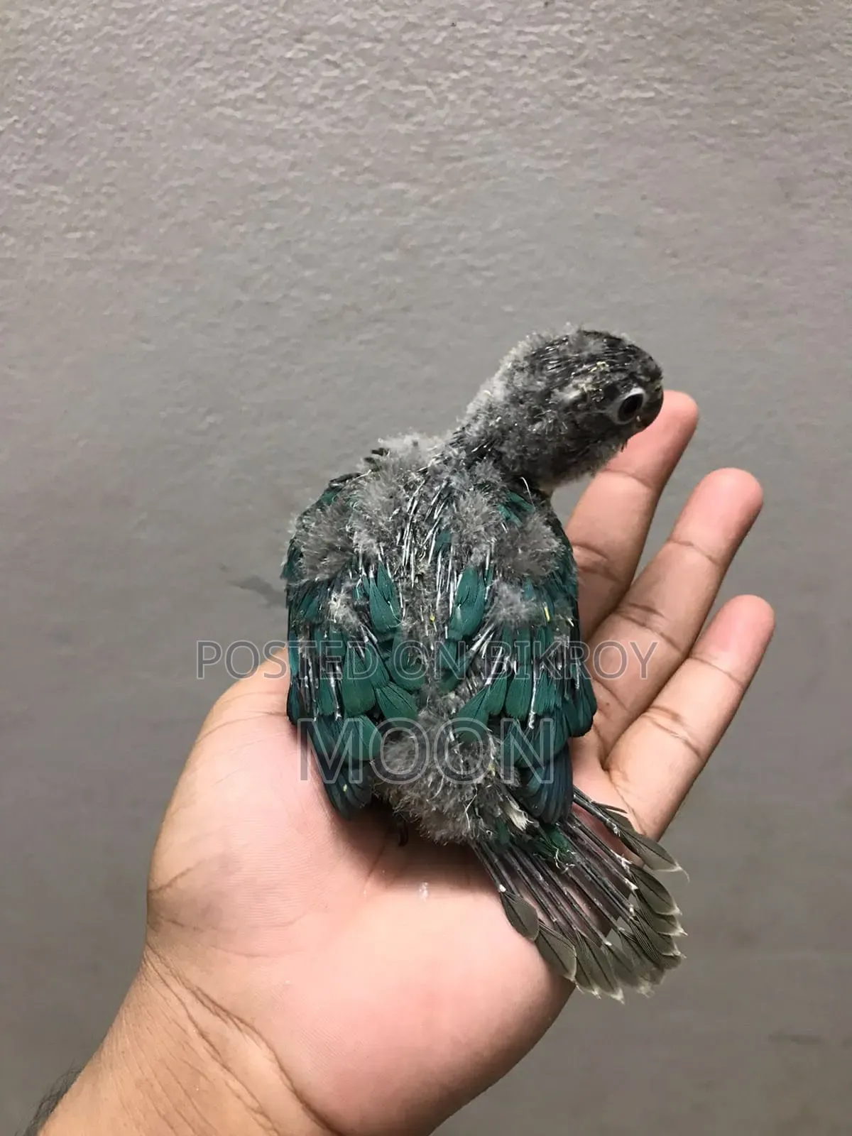 Blue Cunu Baby