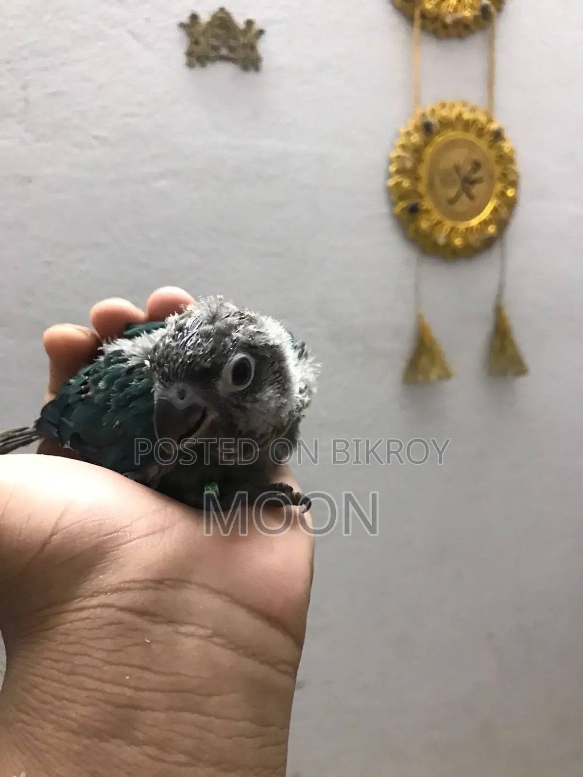 Blue Cunu Baby