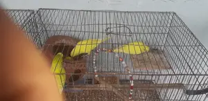 4 Yellow Budgerigars