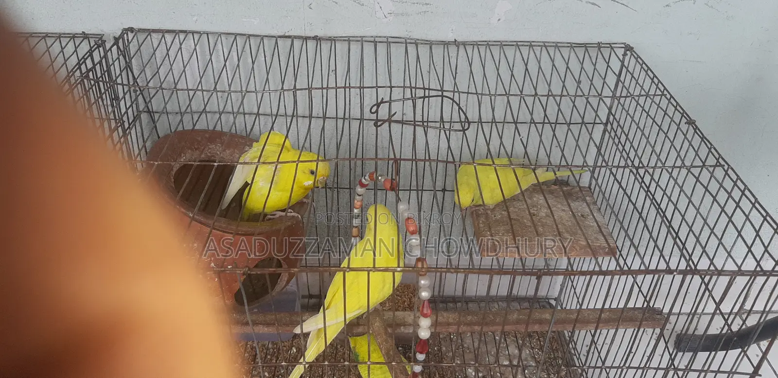 4 Yellow Budgerigars