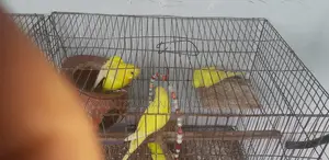 4 Yellow Budgerigars