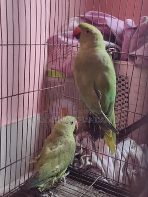 Indian Ringneck Parrot