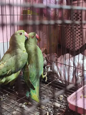 Indian Ringneck Parrot