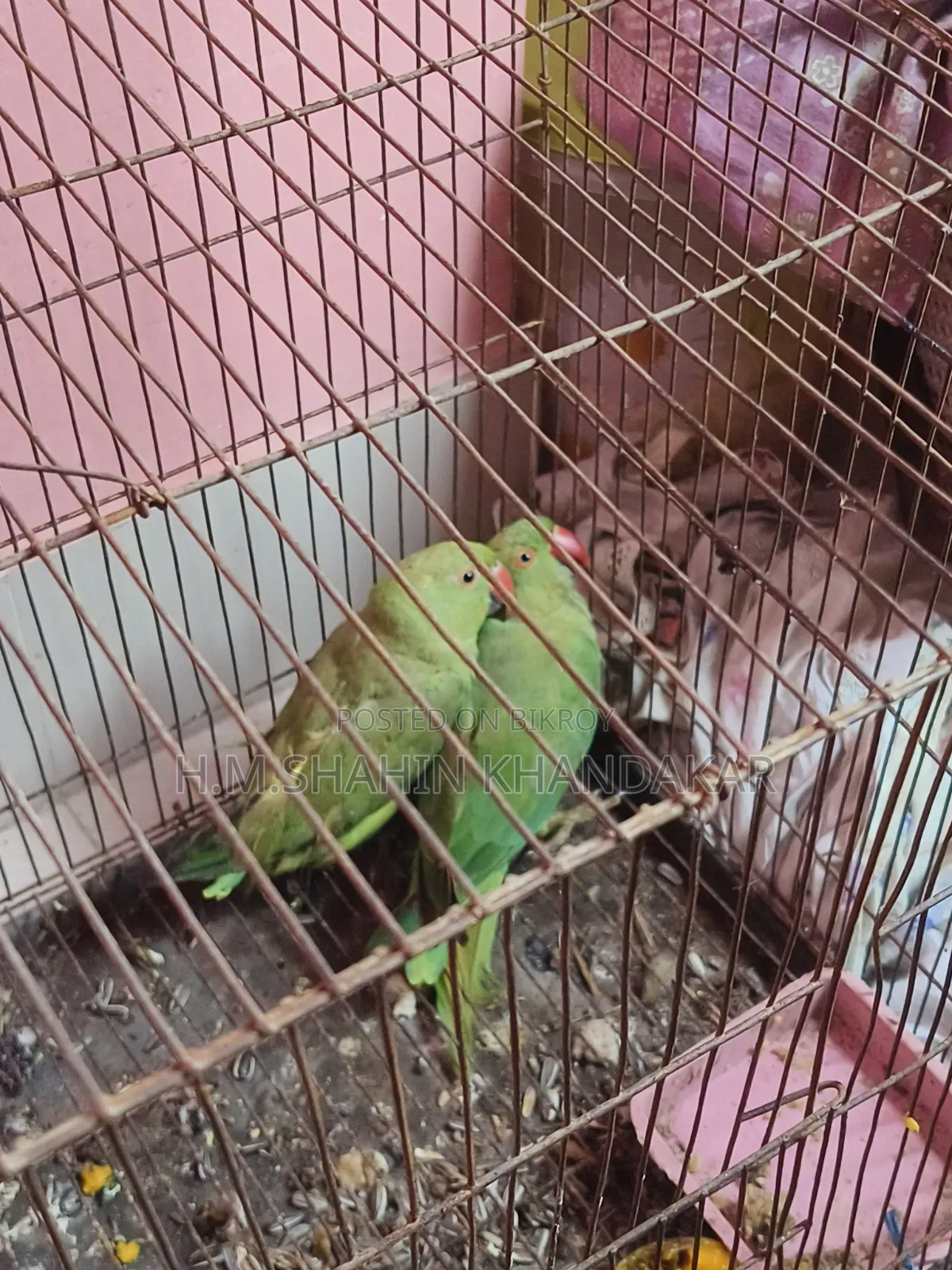 Indian Ringneck Parrot