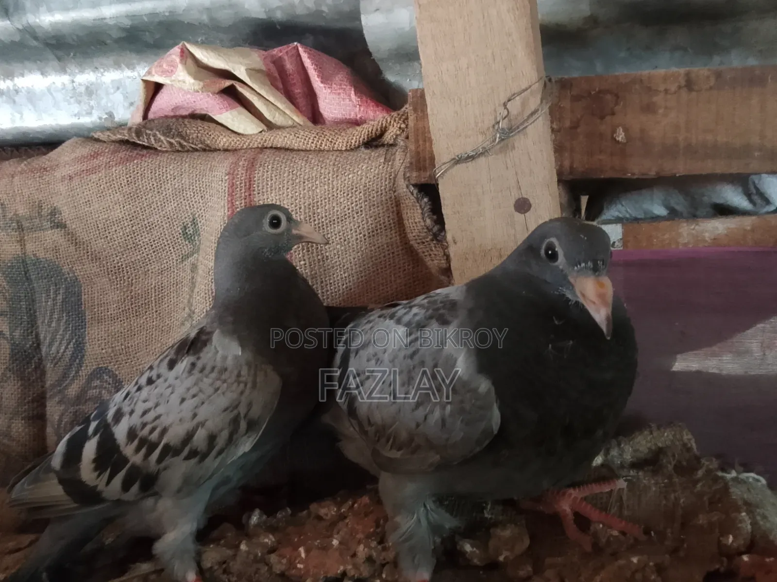 Racer Pigeon Baby