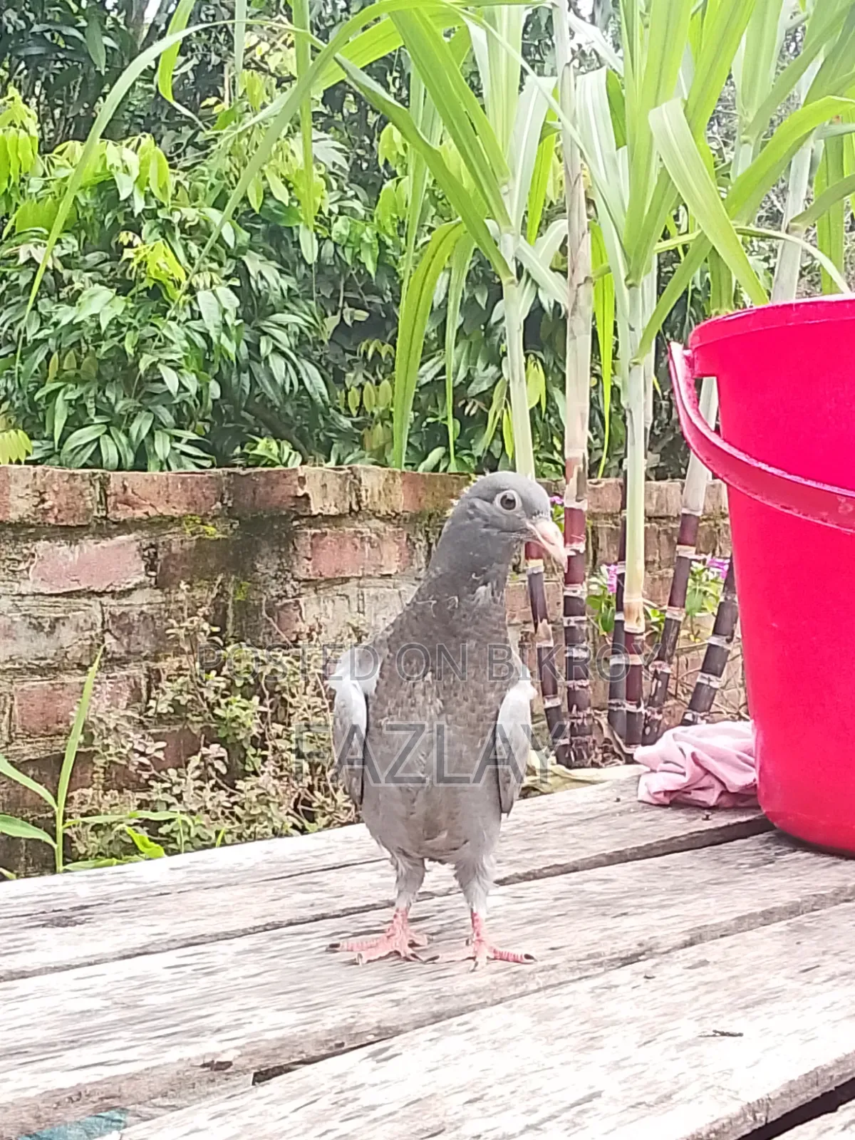 Racer Pigeon Baby