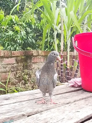 Racer Pigeon Baby