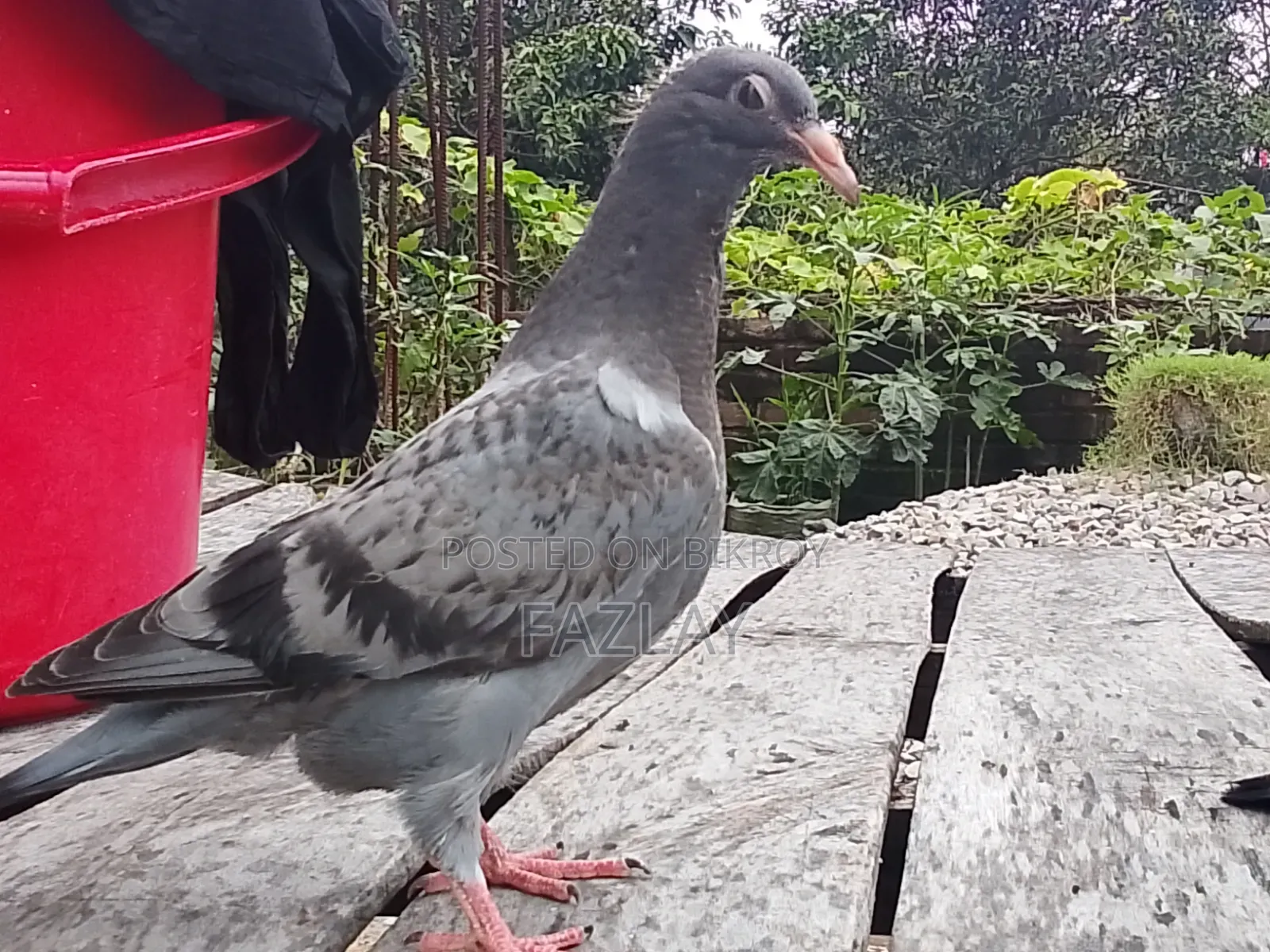 Racer Pigeon Baby