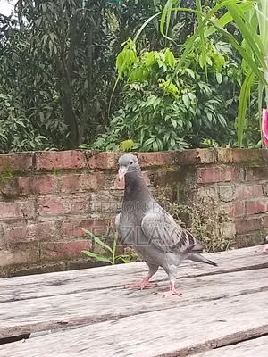 Racer Pigeon Baby