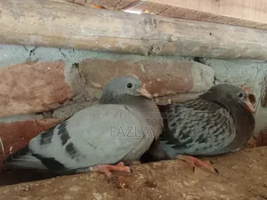 Racer Pigeon Baby