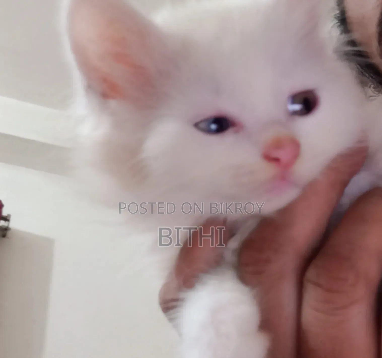 1-3 Months Female Purebred Persian