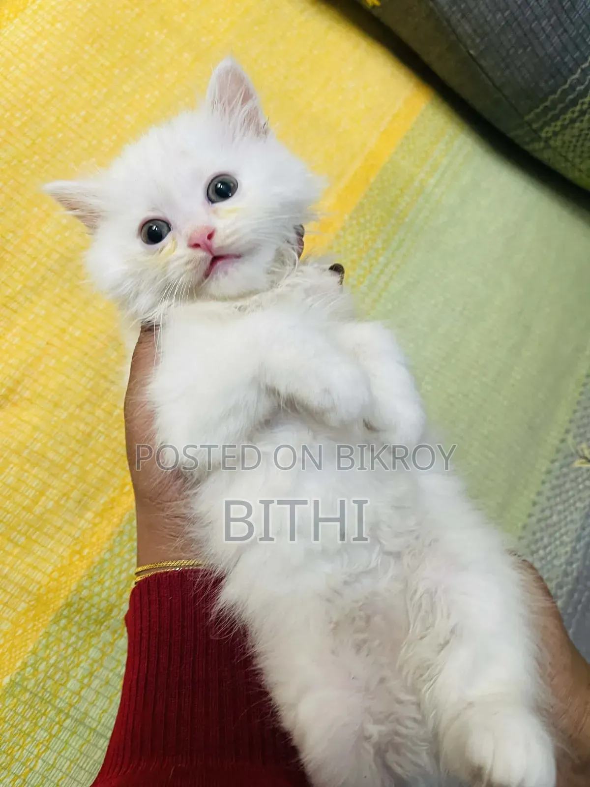 1-3 Months Female Purebred Persian