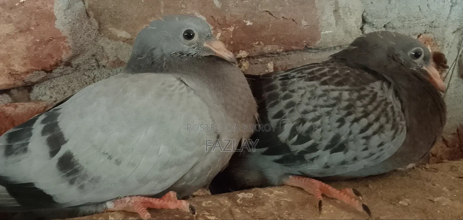 Racer Pigeon Baby