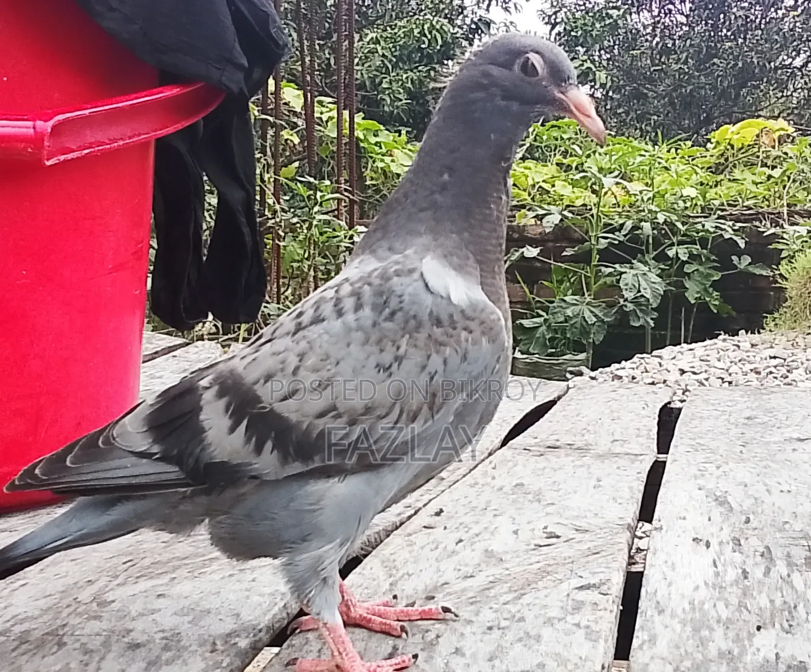 Racer Pigeon Baby