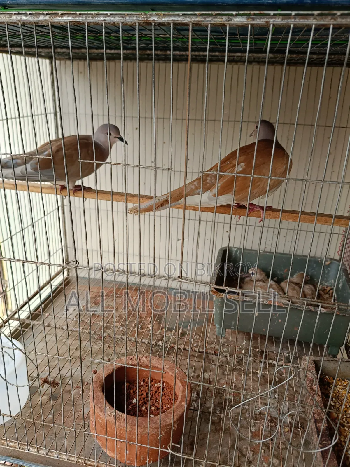 Pair of running dove birds for sale.
