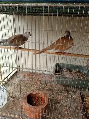 Pair of running dove birds for sale.