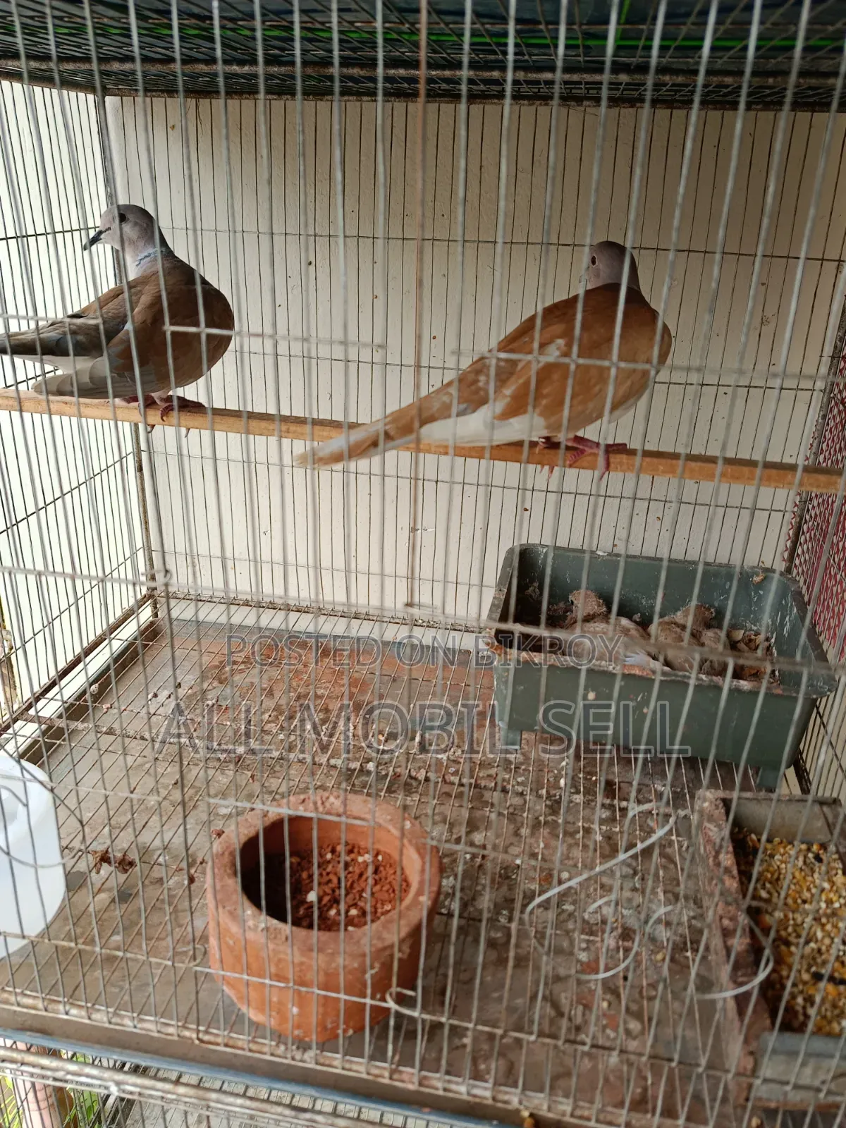 Pair of running dove birds for sale.