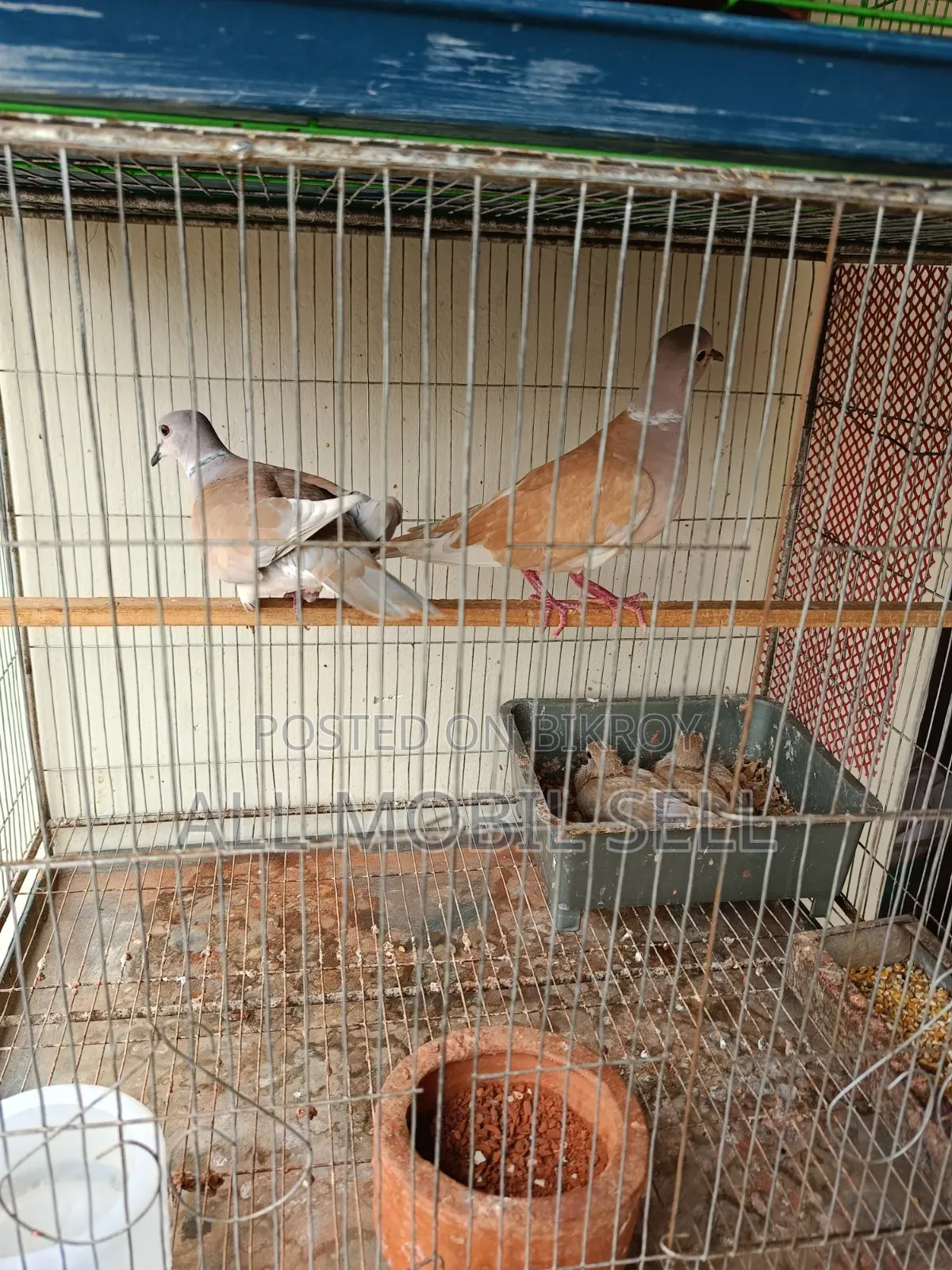 Pair of running dove birds for sale.