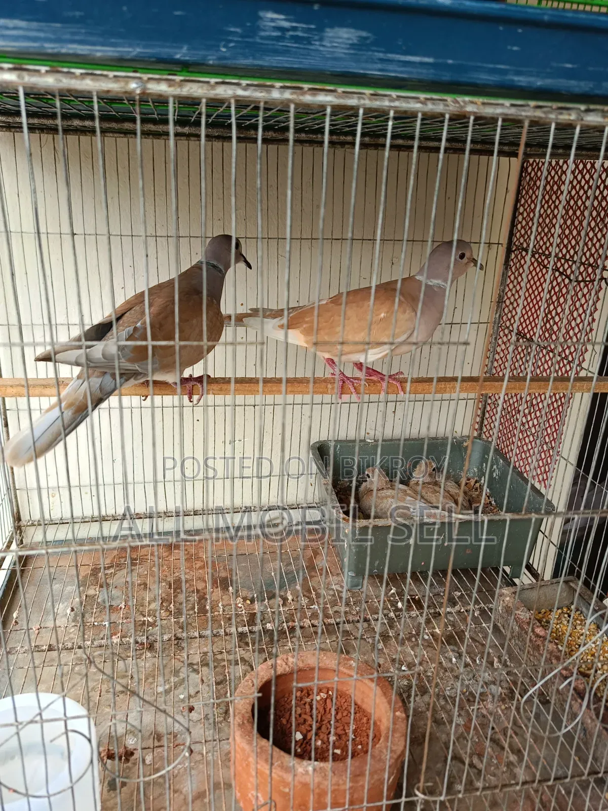 Pair of running dove birds for sale.