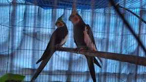 Cocktail Pair