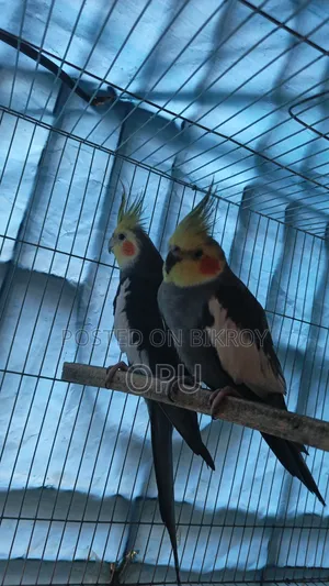 Cocktail Pair