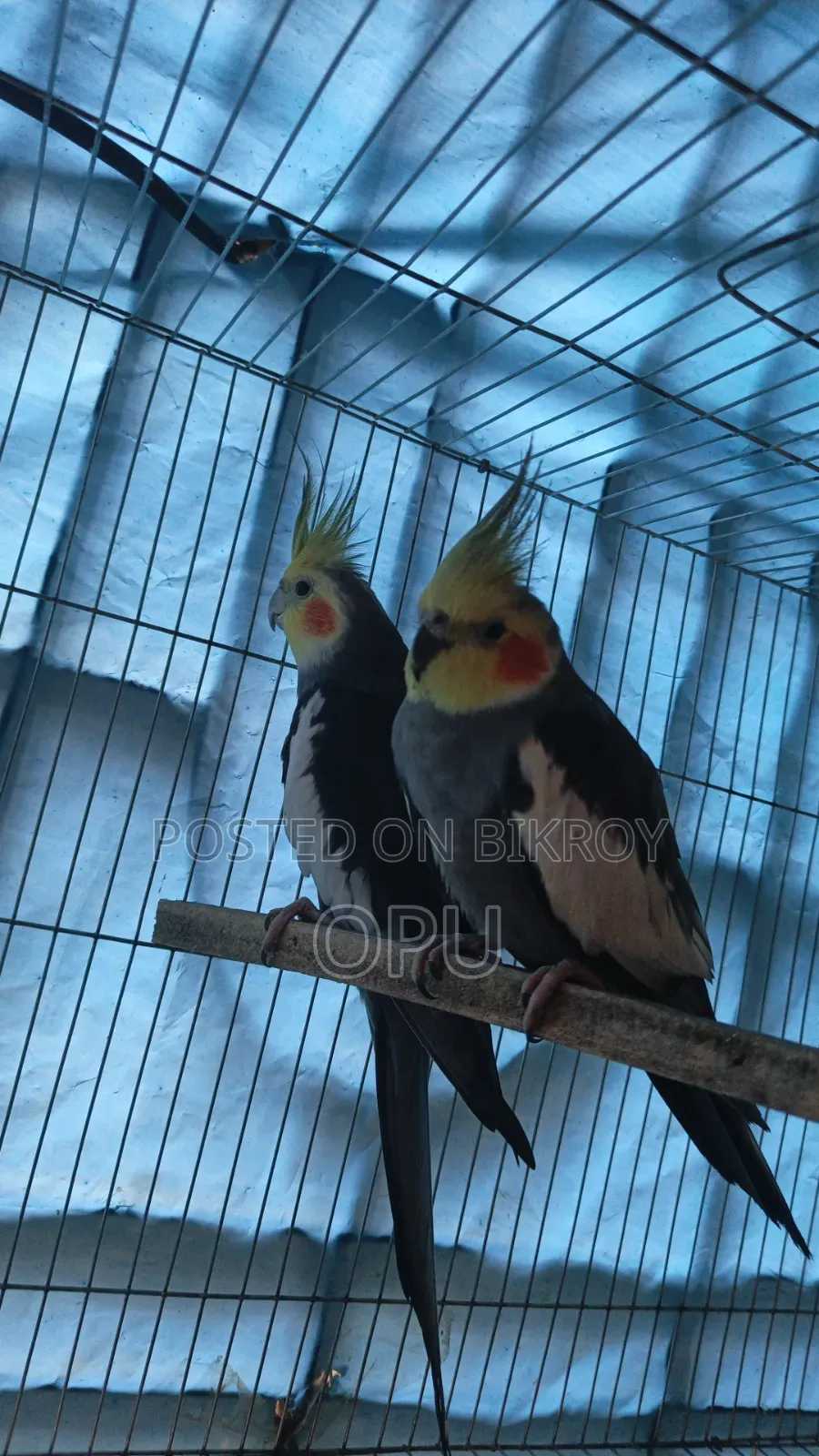 Cocktail Pair