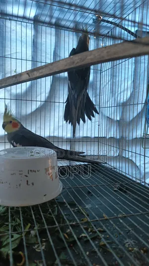 Cocktail Pair