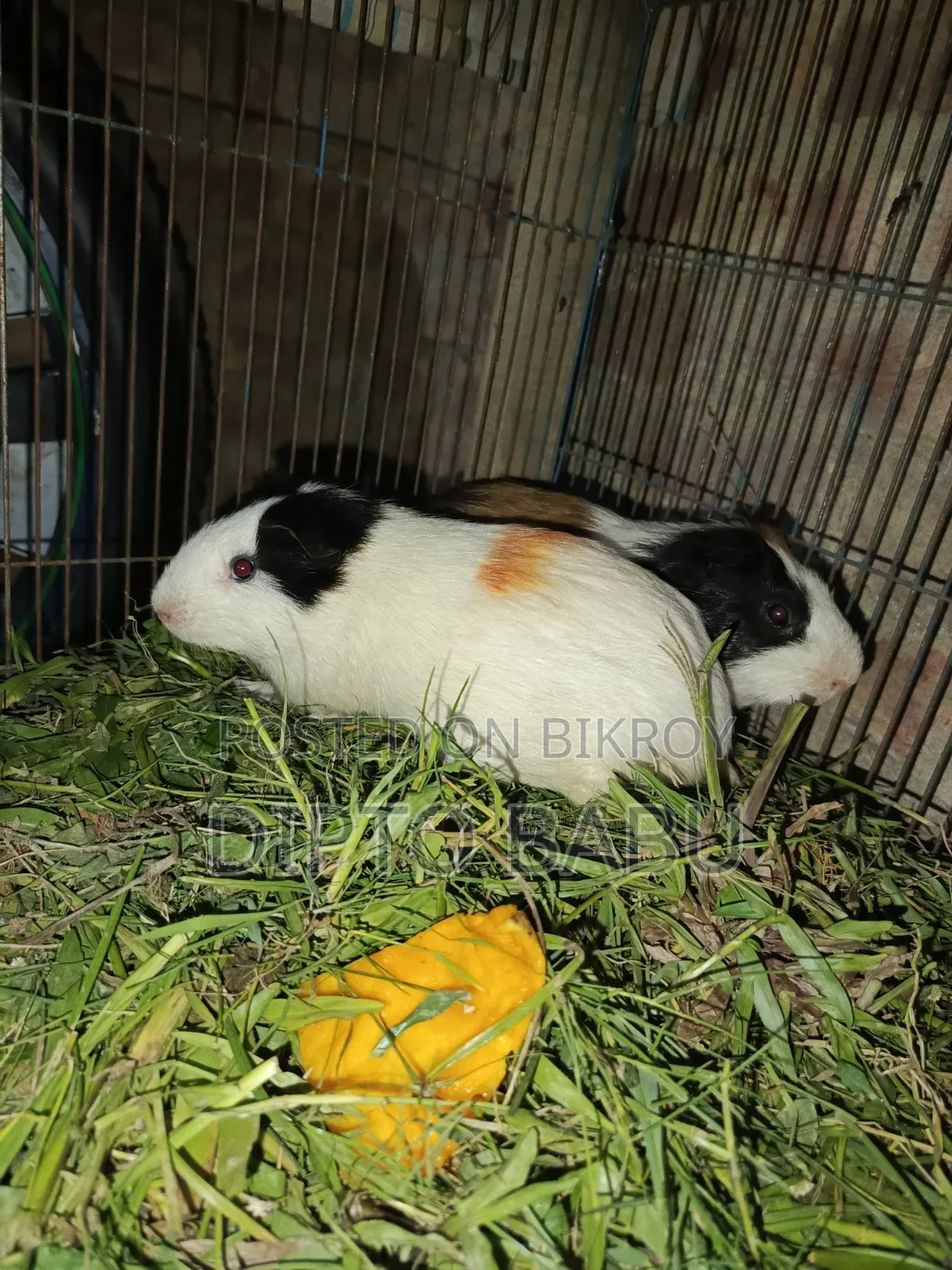 Guinea Pig for Sale